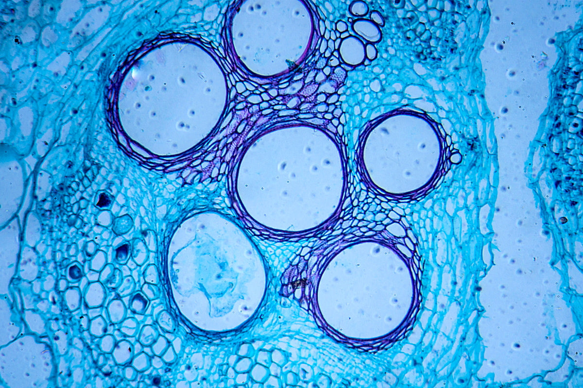 Microscopic view of plant cells under blue staining